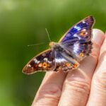 Butterfly in the house