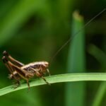 Crickets in the house