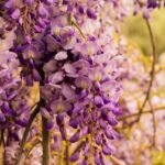 wisteria
