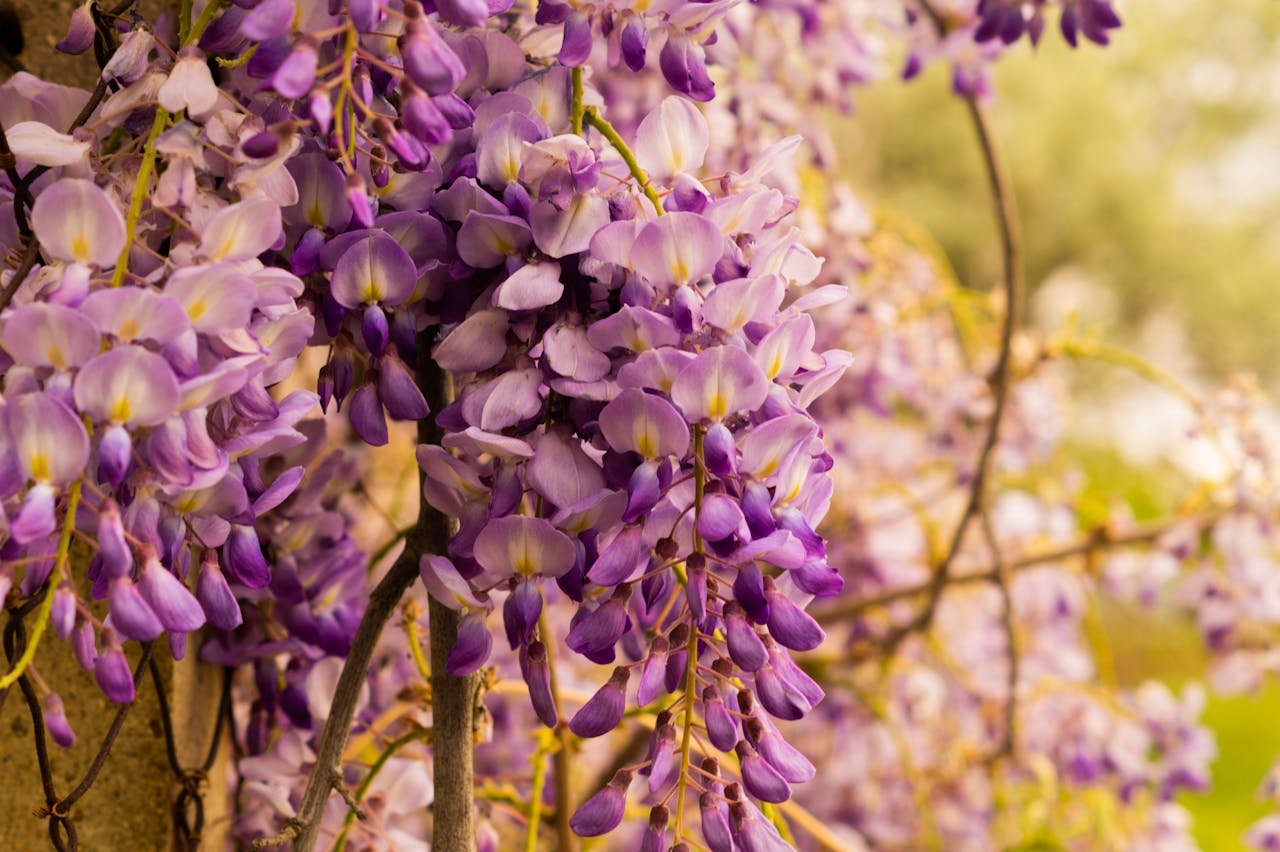 wisteria